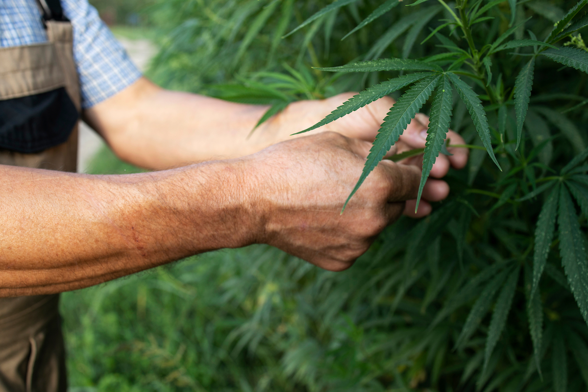 What Are the Benefits of Marijuana for Senior Health and Wellness?